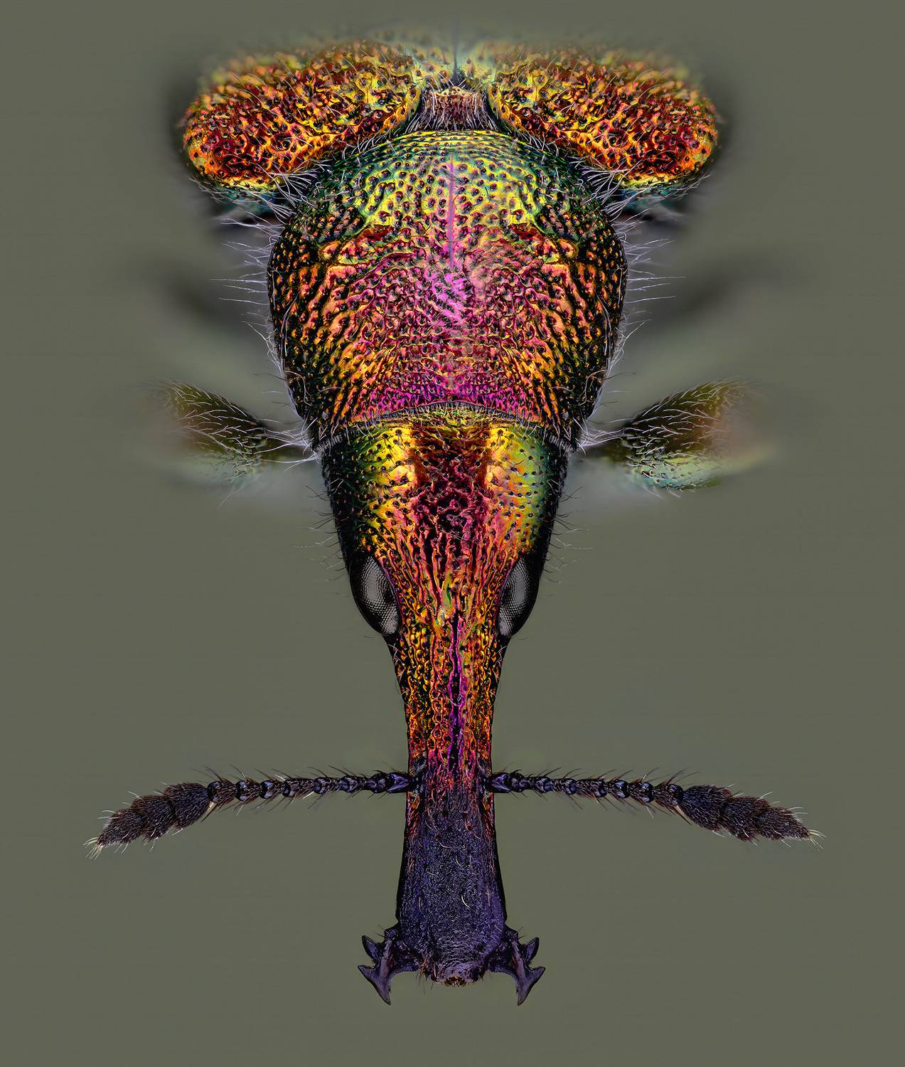 coleoptera, аttelabidae, rhynchites auratus, вишнёвый слоник, obelinis cigarsukis, Kavaliauskas Eugenijus