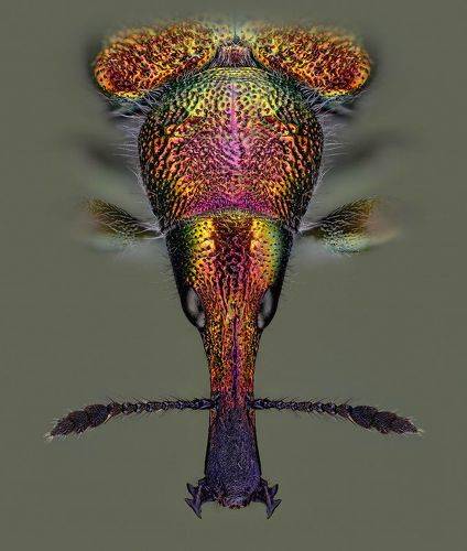 Вишнёвый слоник