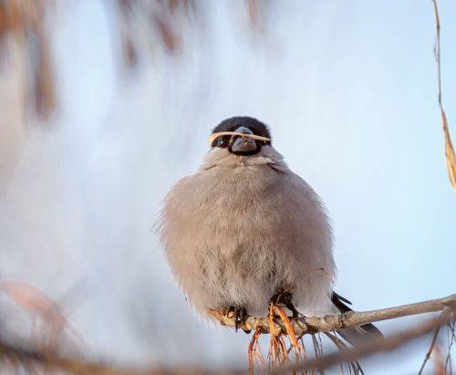Снегирь (самка) 5ФОТО