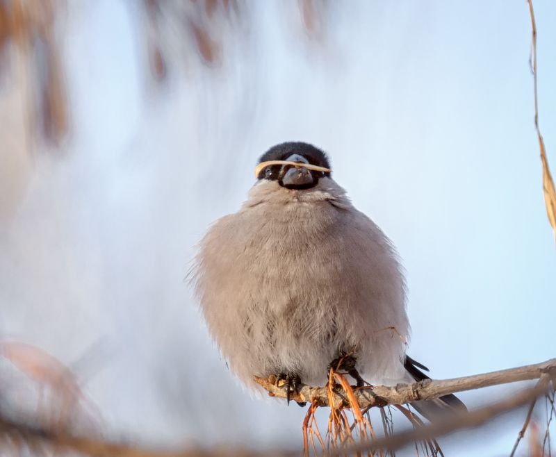 птица, снегирь, самка, Снегирь (самка) 5ФОТО фото превью