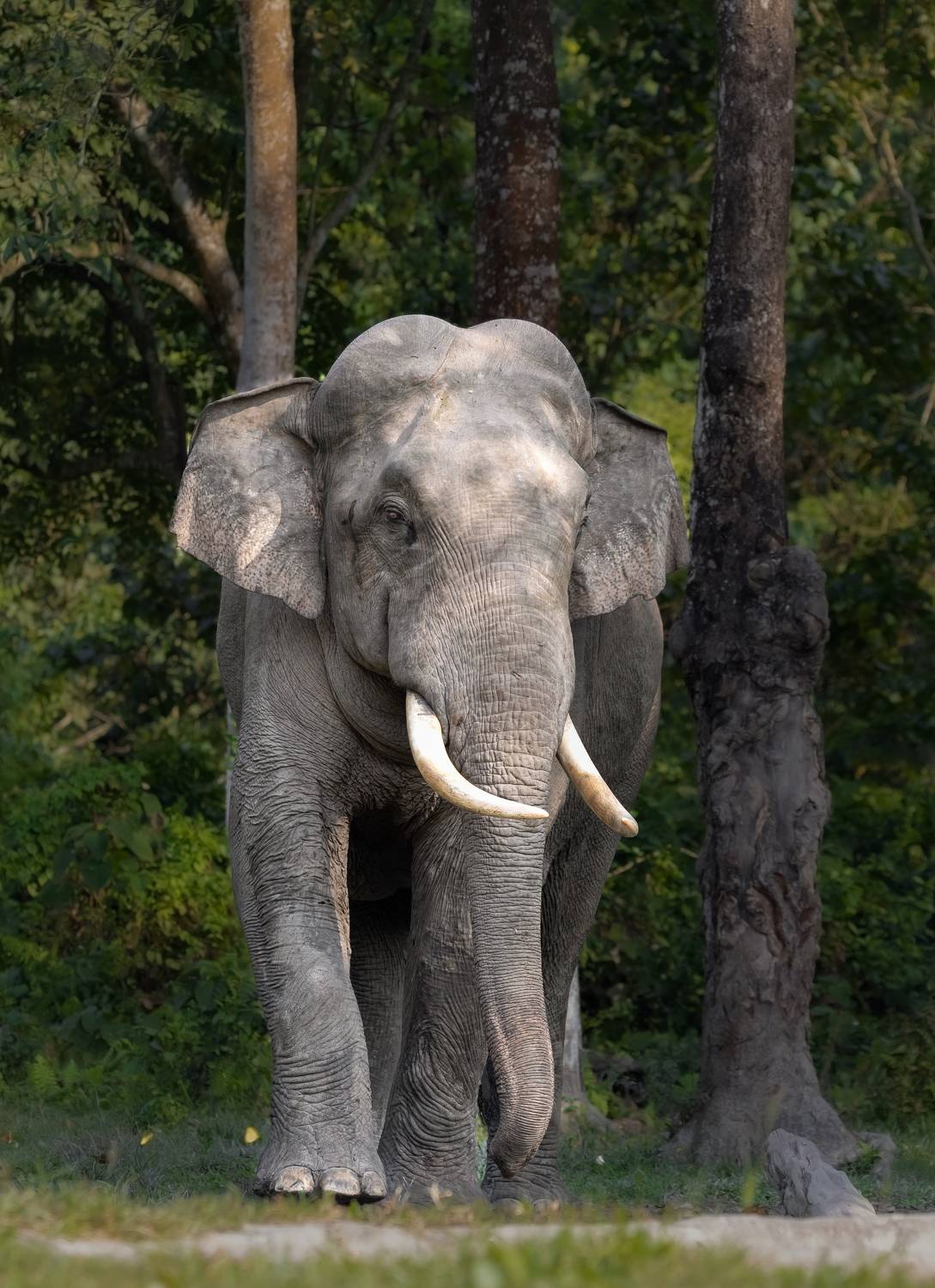 Animal, Wildlife, Nature, Ananda Banerjee