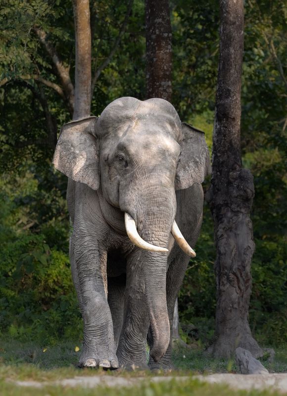 Animal, Wildlife, Nature The Hulk фото превью