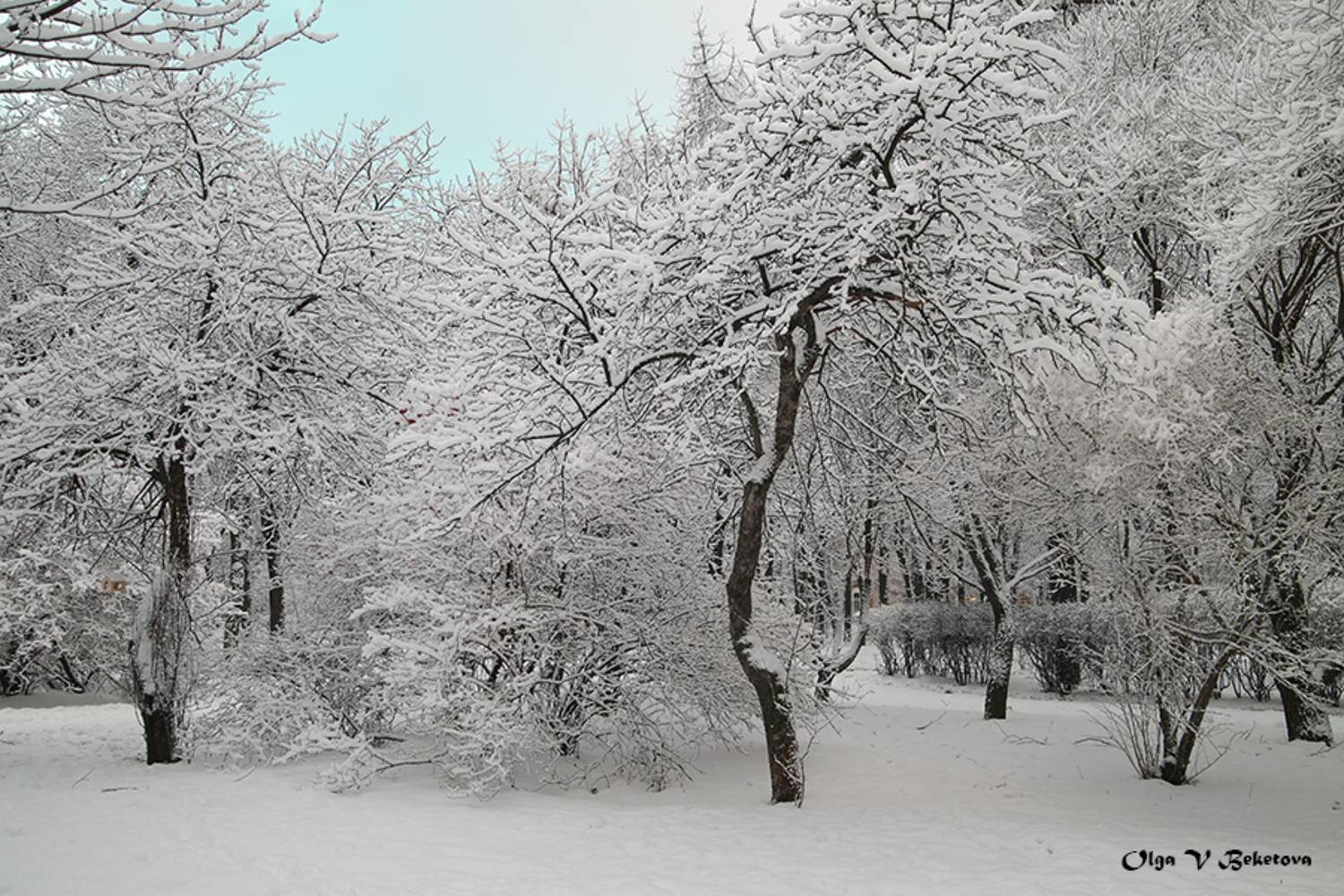 снег, ветки, деревья, Бекетова Ольга