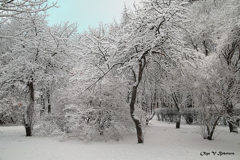 снег, ветки, деревья С Рождеством!! фото превью