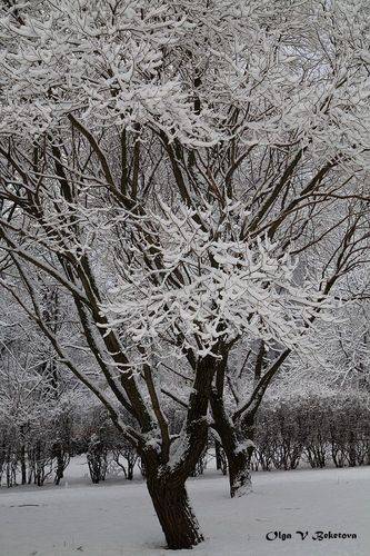 Ветви зимой