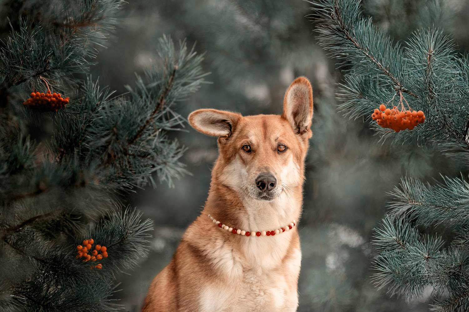 , Самусенкова Елена