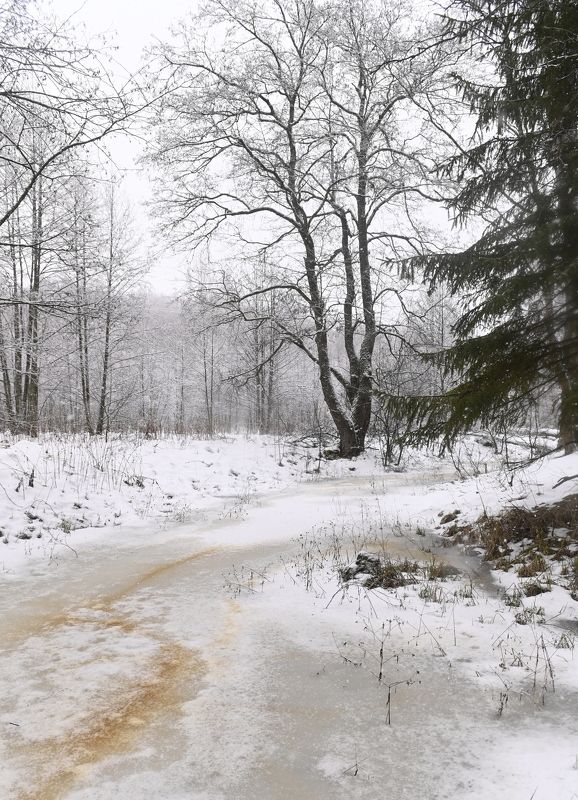 Старица фото превью