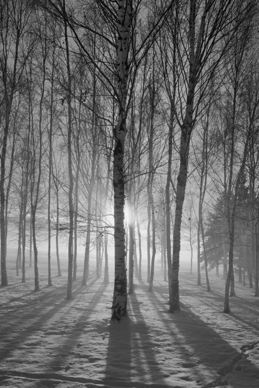 парк, березы, тени, парк 300-летия санкт-петербурга, зима. январь, Березки фото превью
