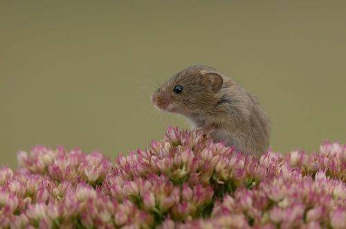Harvest Mouse