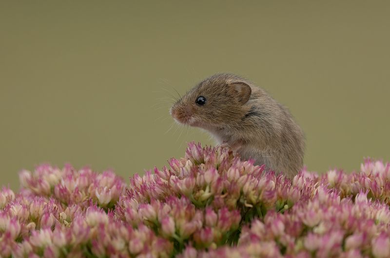 harvest mouse, mouse, rodent, animals, nature, wildlife, canon Harvest Mouse фото превью