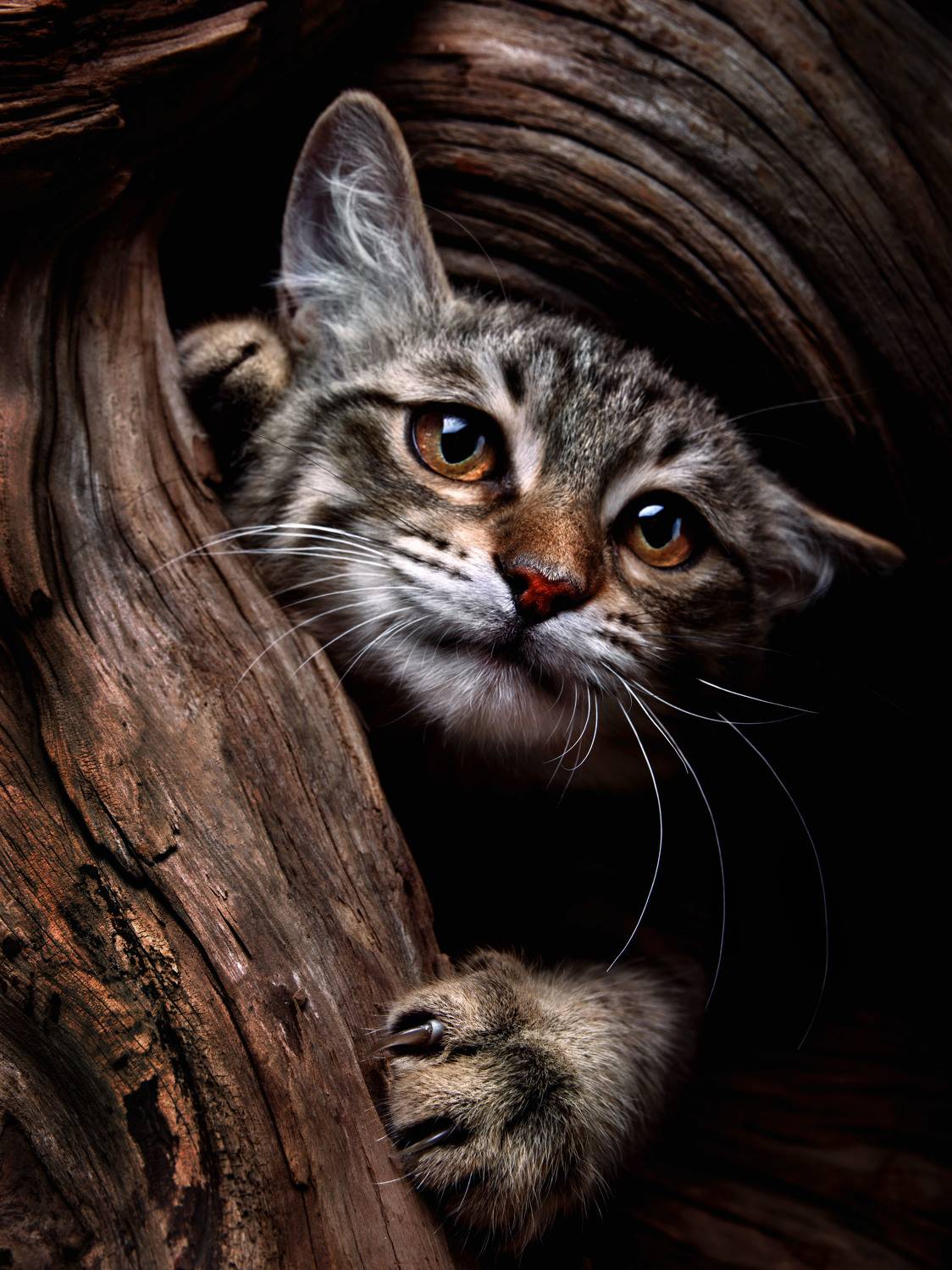 кот, животные, Evgeniy Savikov