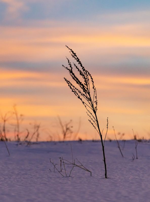 В зимнем поле.. фото превью