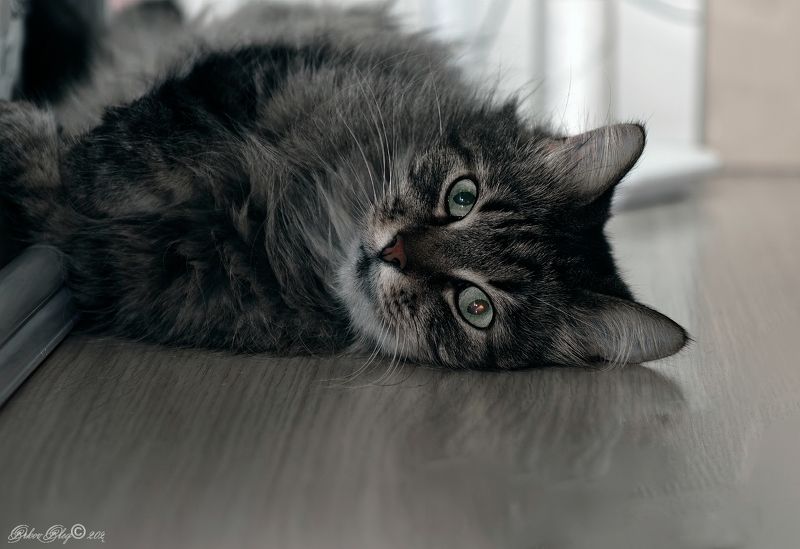 *** фото превью