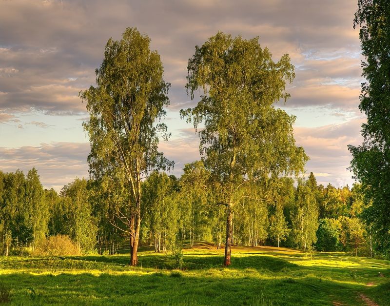 весна вечер лес березы Несказанный свет фото превью