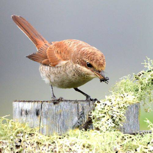 Маленький охотник