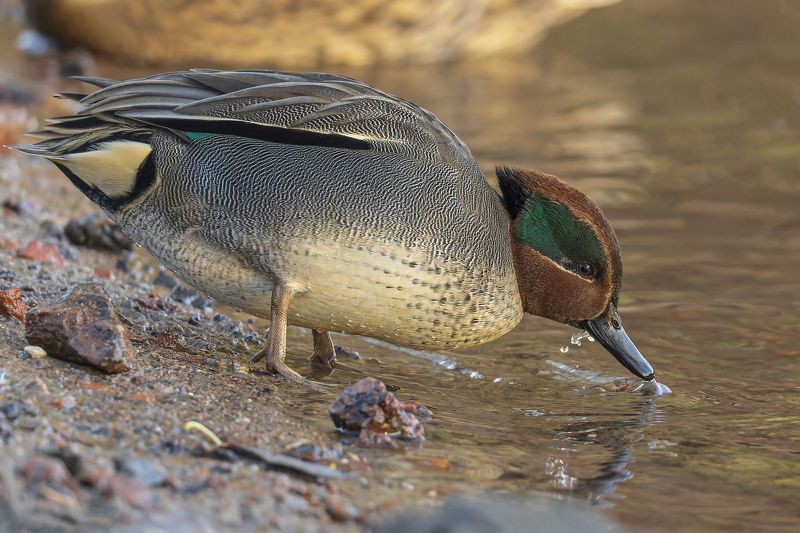 чирок-свистунок, утка, птицы, чирок, свистунок Чирок-свистунок фото превью