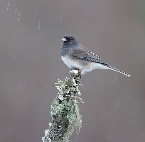 Dark-eyed Junco -Юнко