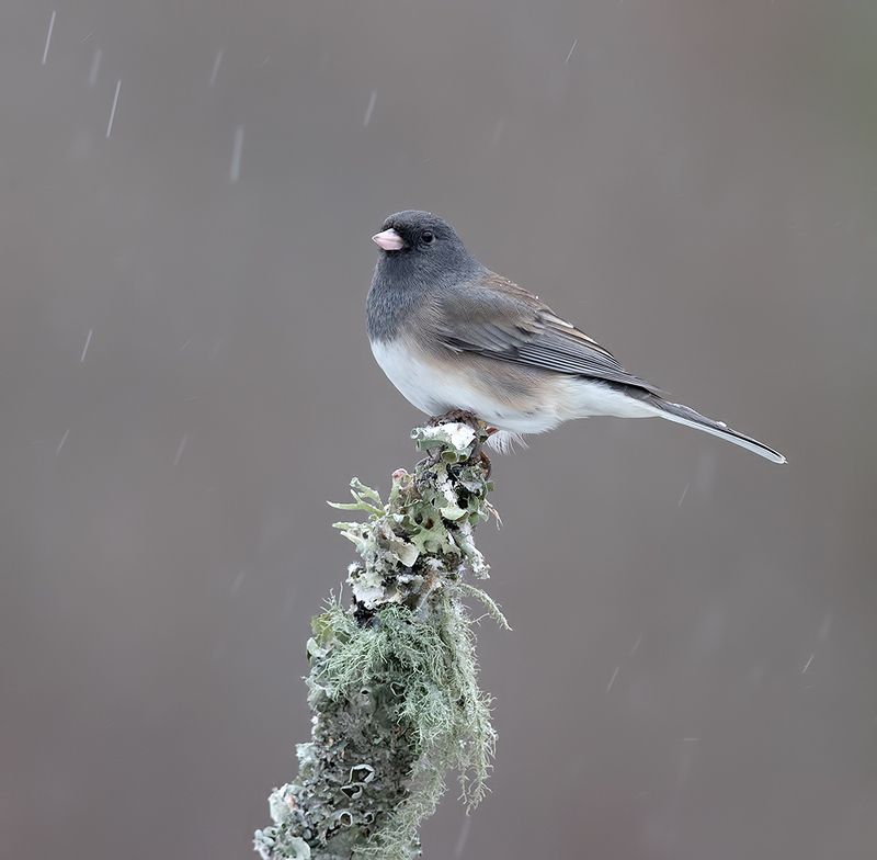 юнко,dark-eyed junco, junco, зима Dark-eyed Junco -Юнко фото превью