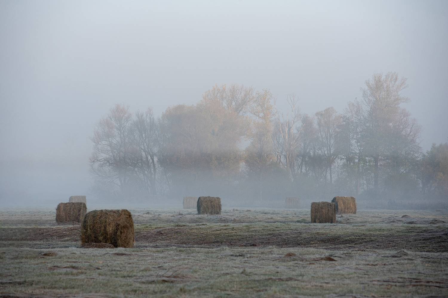 , Влад Шерман