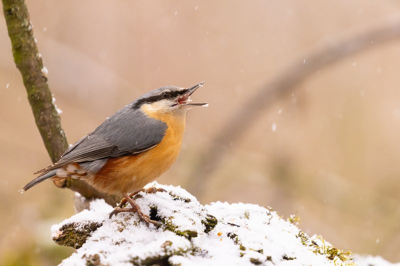 Nuthatch фото превью