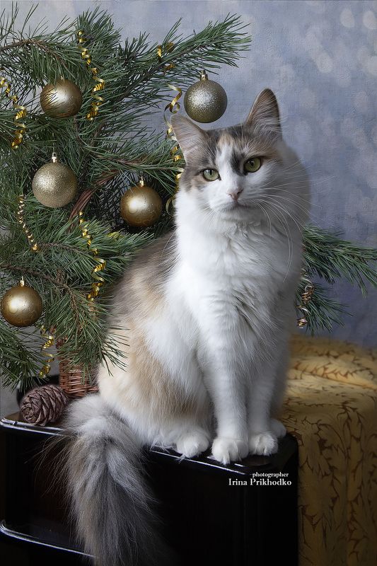 Котопортрет на фоне елки фото превью