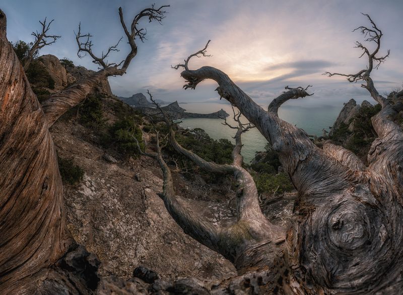 крым, новый свет, раасвет, Там на скрюченной сосне ... фото превью