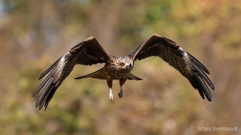 Черный коршун фото превью