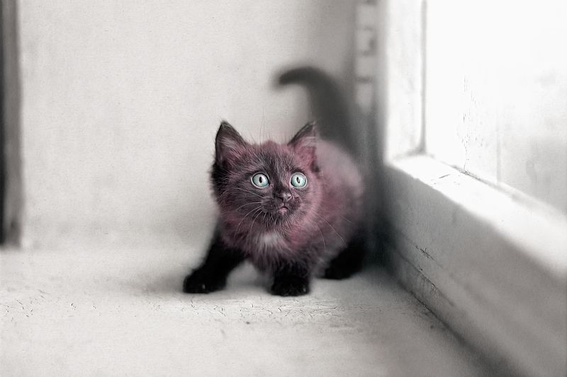 pets kitty black whats uppp фото превью