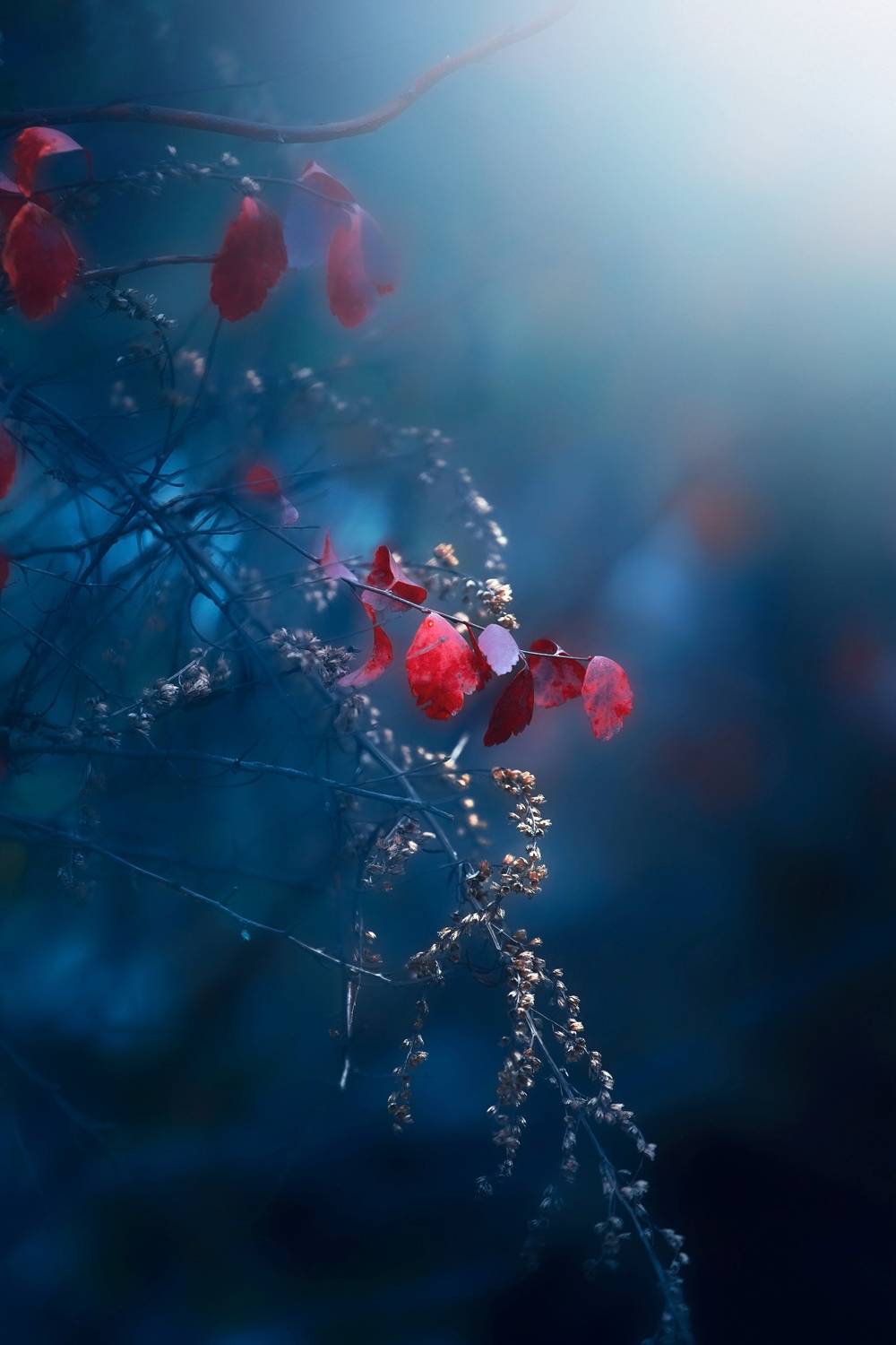 макро, macro, nature, природа, осень, autumn, золотаяосень, goldatum, Julia Kaissa