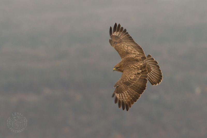 Канюк - Lens and Feathers фото превью