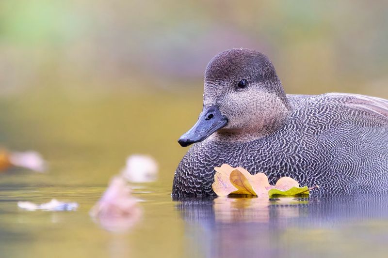Серая утка фото превью