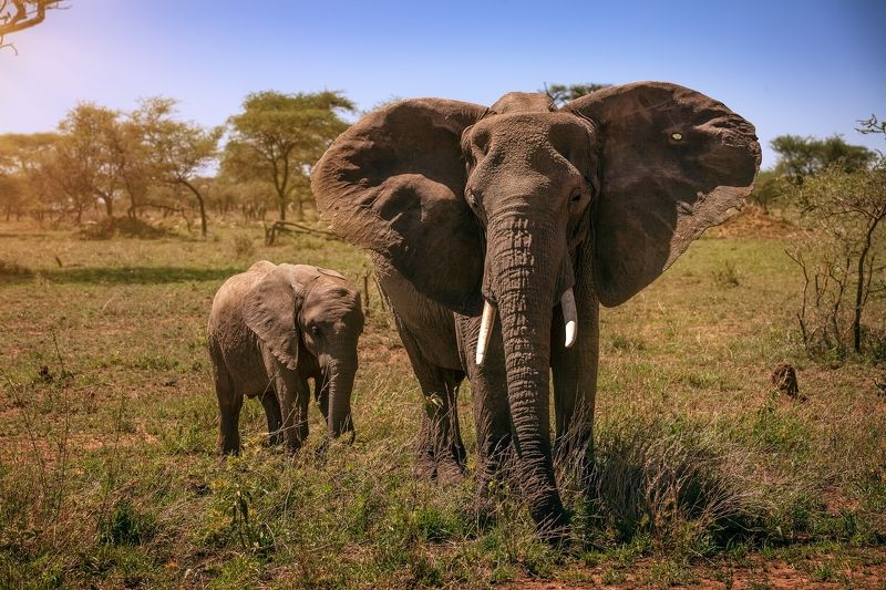 Африка фото превью