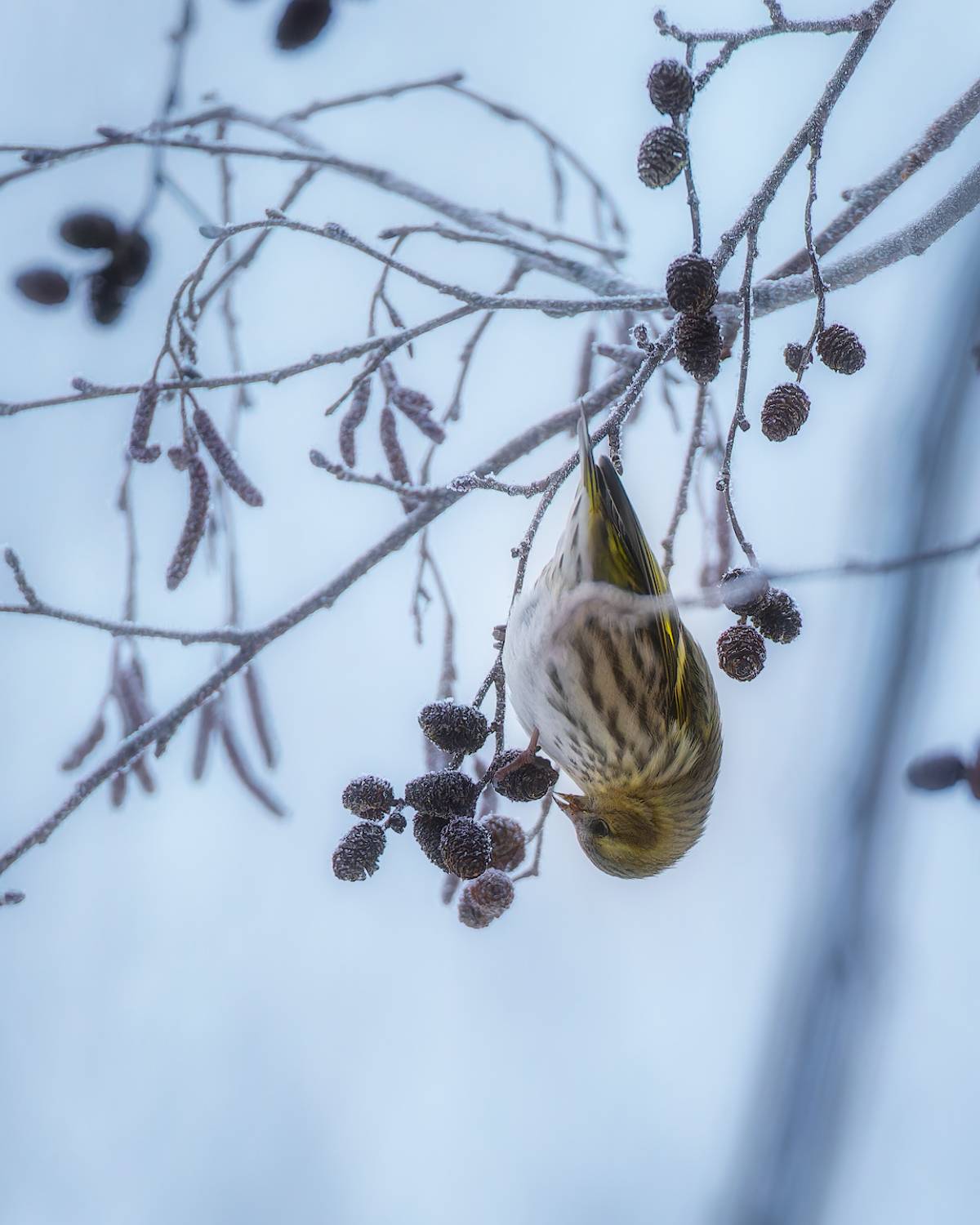чиж, птички, фотоохота, Марголин Алексей
