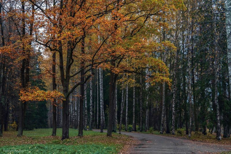 павловский парк, осень, павловск, санкт-петербург Осень в парке фото превью