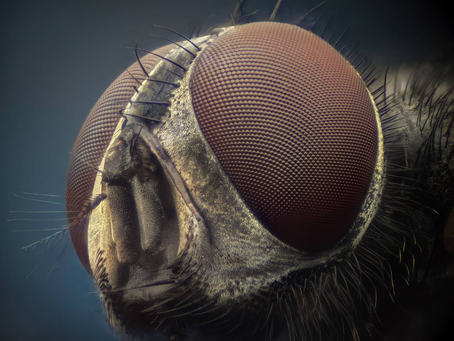 ceclii, macro, Ganev Tsvetan