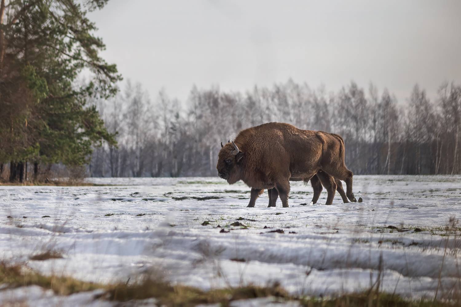 зубр, животные, природа, дикая природа, wildlife, nature, canon, Пронин Денис