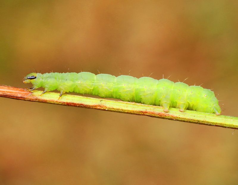 Caterpillar ... фото превью