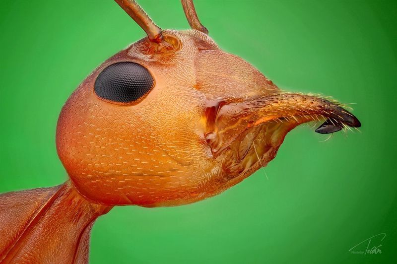 Red ant. фото превью