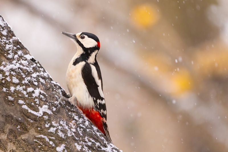 Woodpecker фото превью