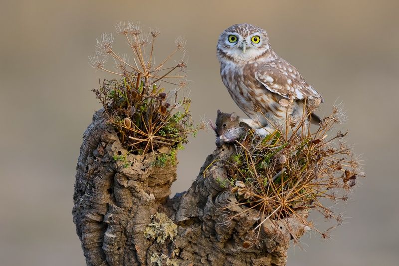 Little owl  фото превью