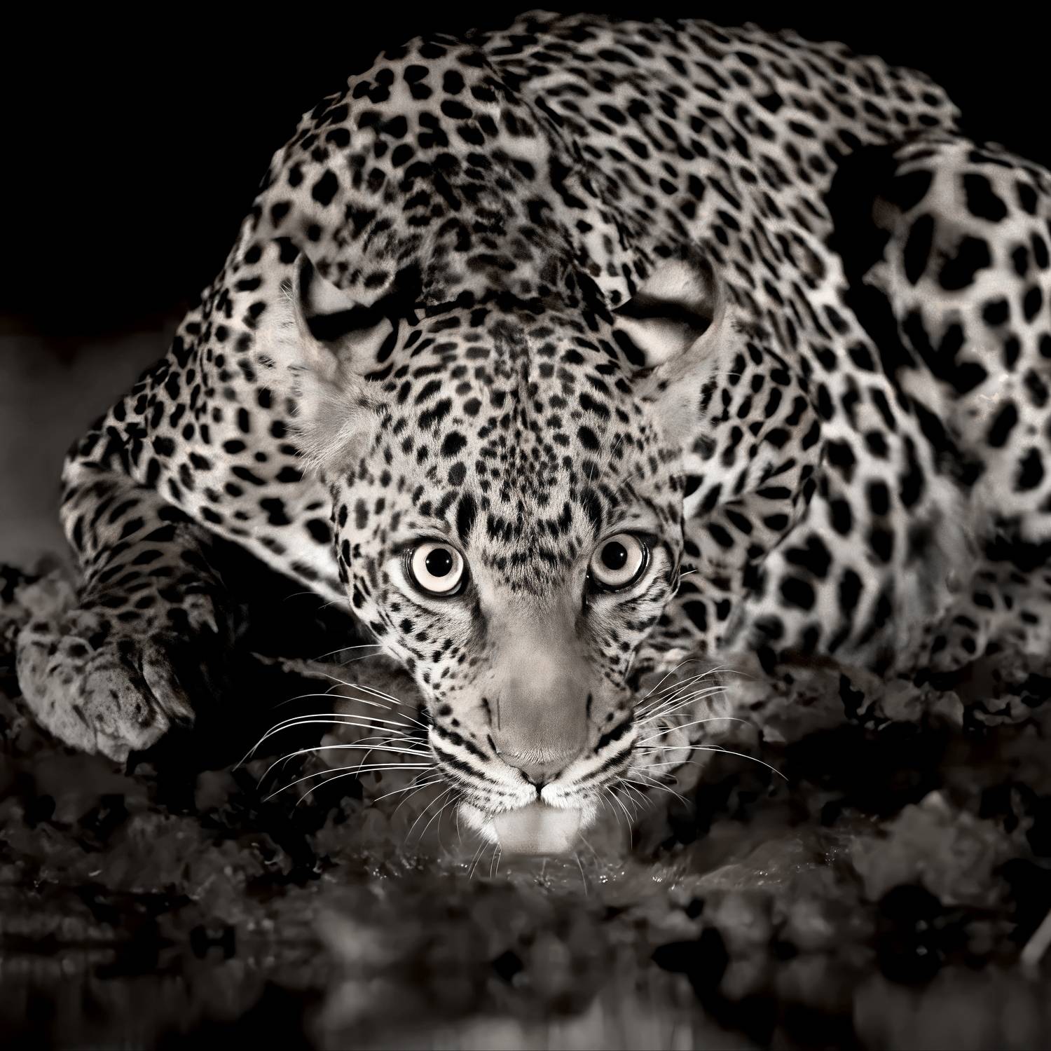 , Александр Перов