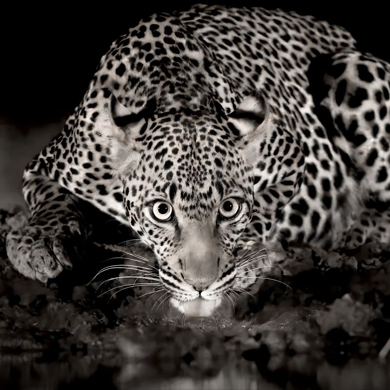 Эти глаза напротив... фото превью