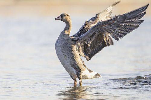Молодой белолобый гусь. Петропавловская крепость