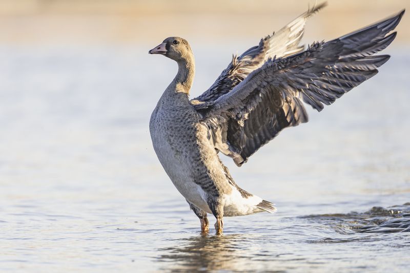 белолобый гусь, гусь, птицы, спб, петербург Молодой белолобый гусь. Петропавловская крепость фото превью