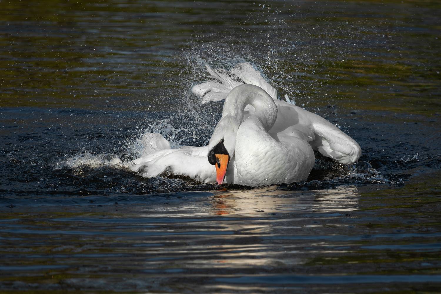 , Наталья Паклина