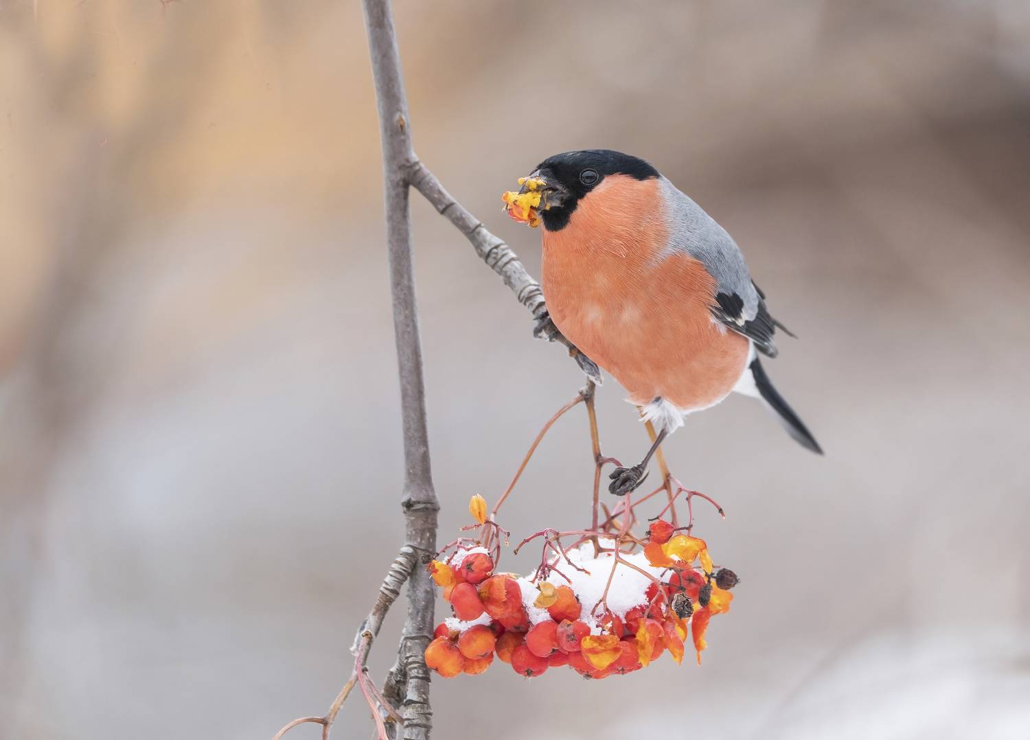 птицы,природа, зима, Андрей Киселёв