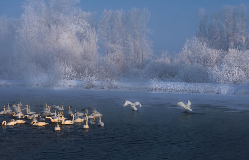 На Лебедином озере фото превью
