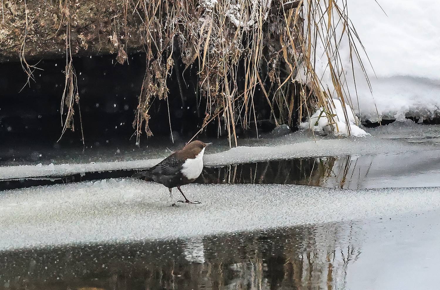 птицы, зима, оляпка, Широких Александр