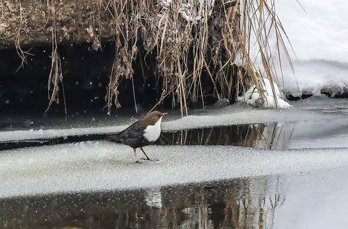 Водяной воробей - оляпка