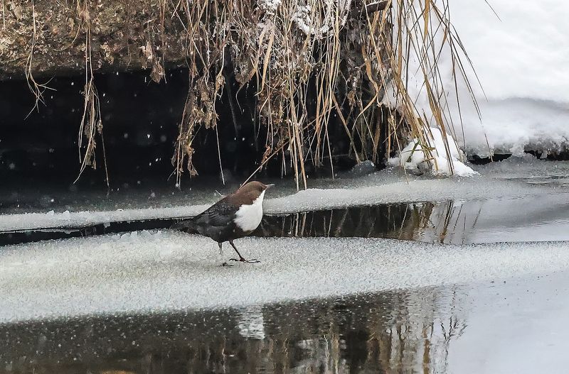 птицы, зима, оляпка Водяной воробей - оляпка фото превью